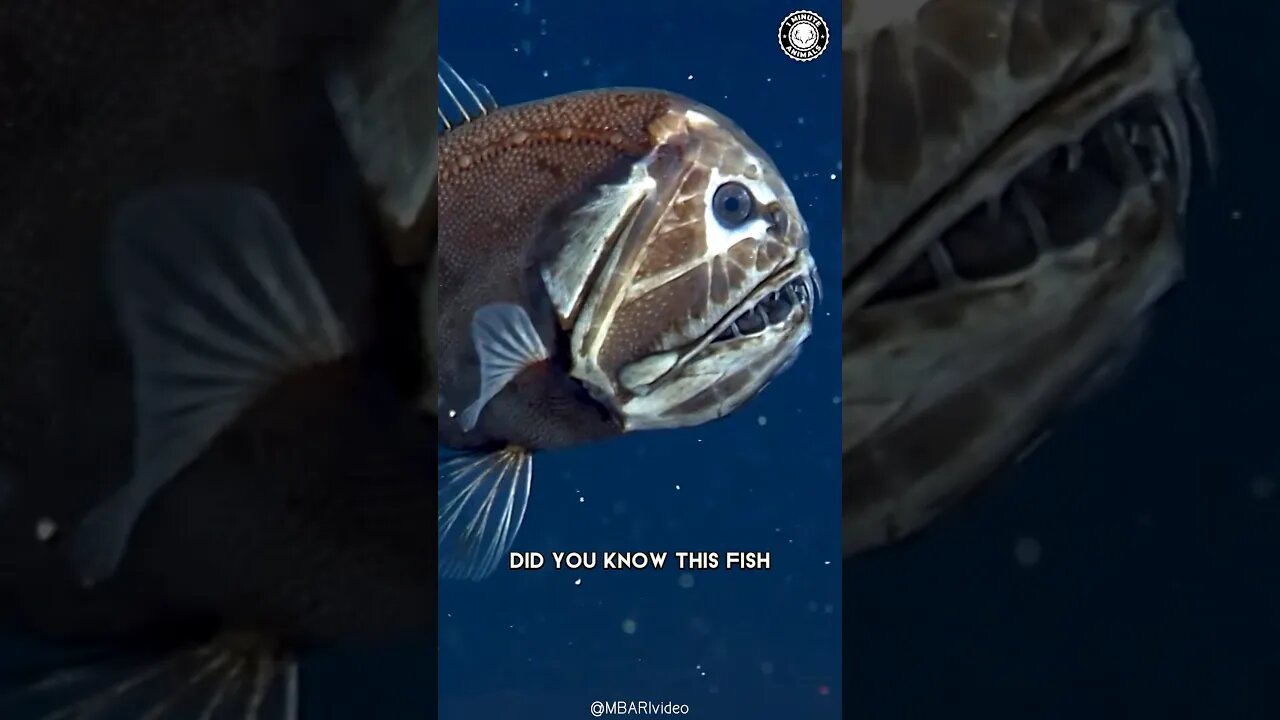 Fangtooth 🐟 The Dark Secret of Ocean Depths!