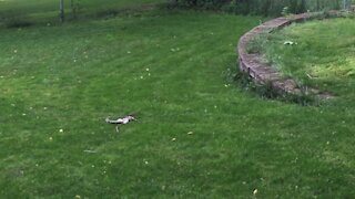 Squirrel flips out (on his back)