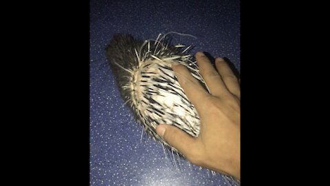 Touching the dangerous thorn of Porcupine