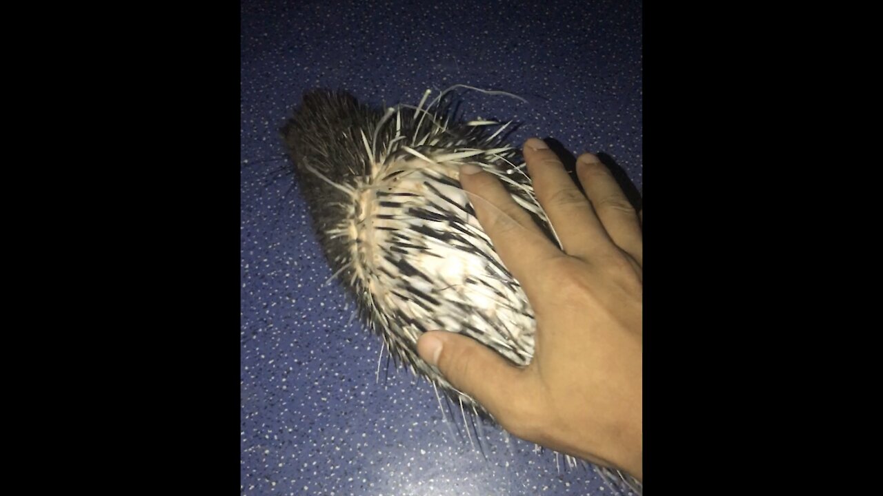 Touching the dangerous thorn of Porcupine