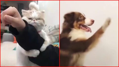 Cute Dogs And Cat Funny Animals Compilation