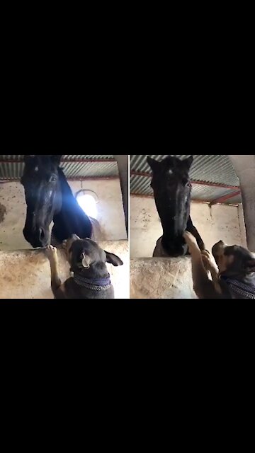 American Bully Preciously Begs Horse For Cuddles
