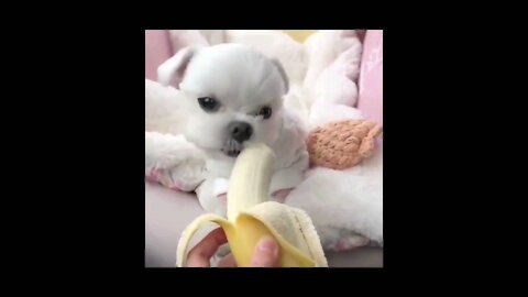 Cute animal compilation