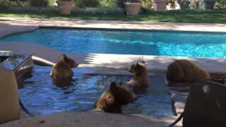 Una famiglia di orsi si rilassa in piscina