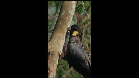 Yellow-tailed black cockatoos