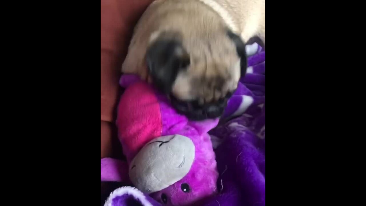 Pug takes out frustration on defenseless toy