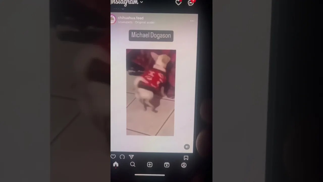 Dog facing to Spanish music 2023