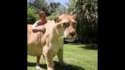 Biggest Cat of the world