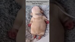 What Was Your First Impression ? Cake Or Puppy ?