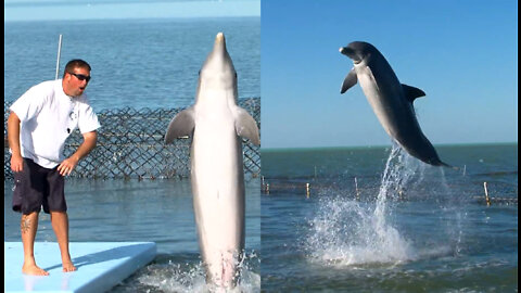 Amazing dance of dolphin fish.