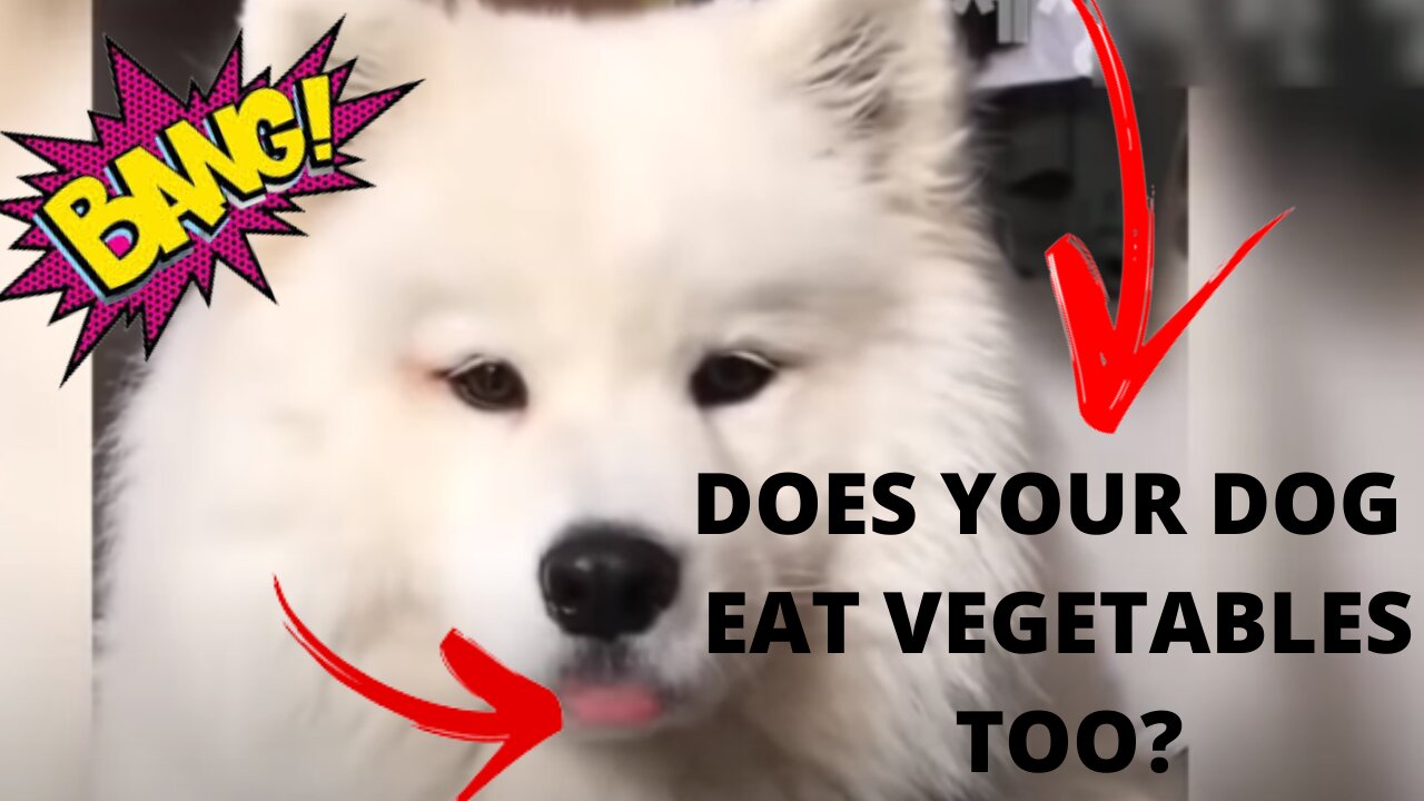 SO YOUR DOG EATS VEGETABLES TOO KKKKKKKKKKK...