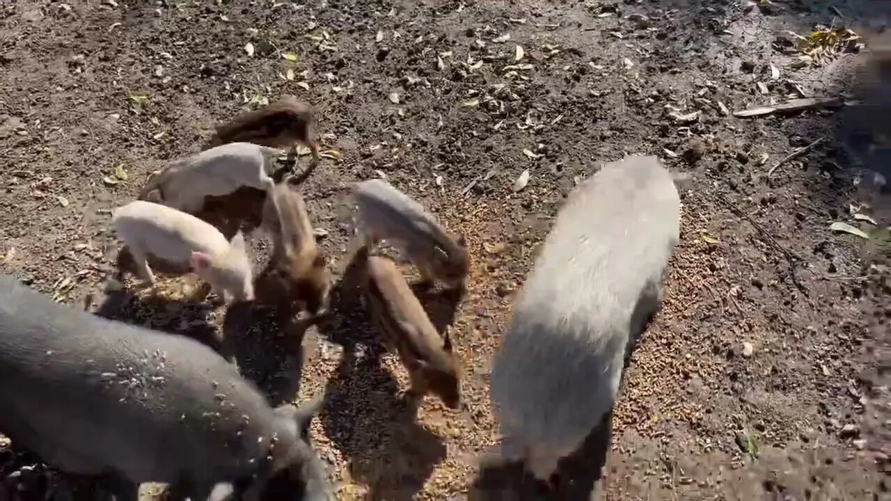 Capybara vs Piglet (Quandale Dingle Dies)-1