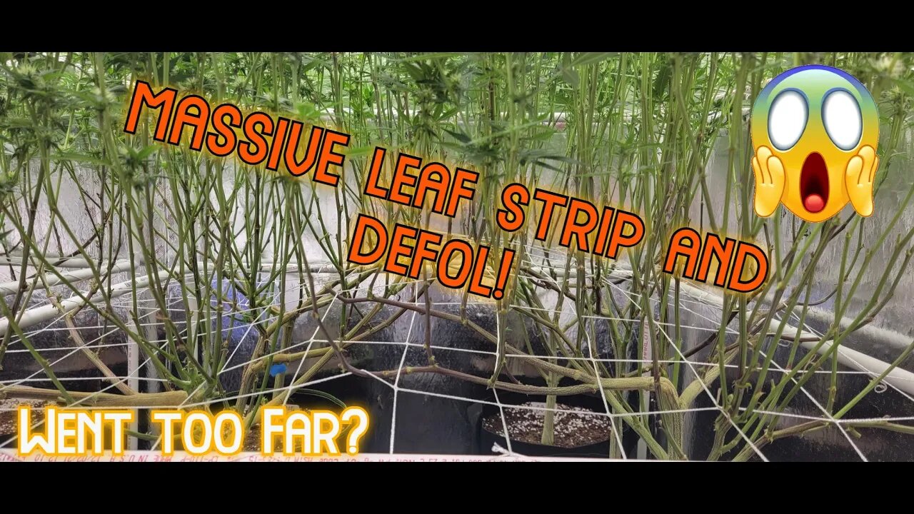 HUGE Leaf Stripping & Defoliate! KILLING my plants? Day 21 of Flower - Mills vs Athena!