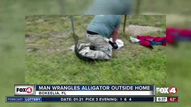 Man wrangles alligator in Bokeelia