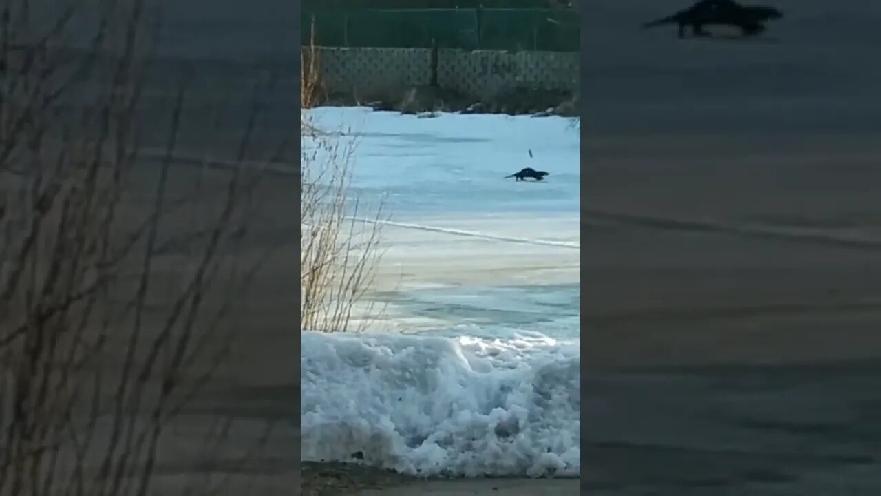 Magical otter moment. Just took this video here in Hinckley MN 11 degrees Fahrenheit