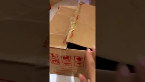 cat in the box