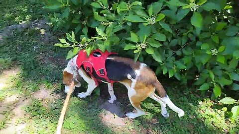 Search and Rescue Scent Work With Molly