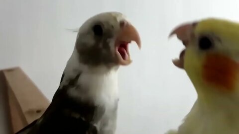 Budgies and Cockatiel Birds Playing and Feeding