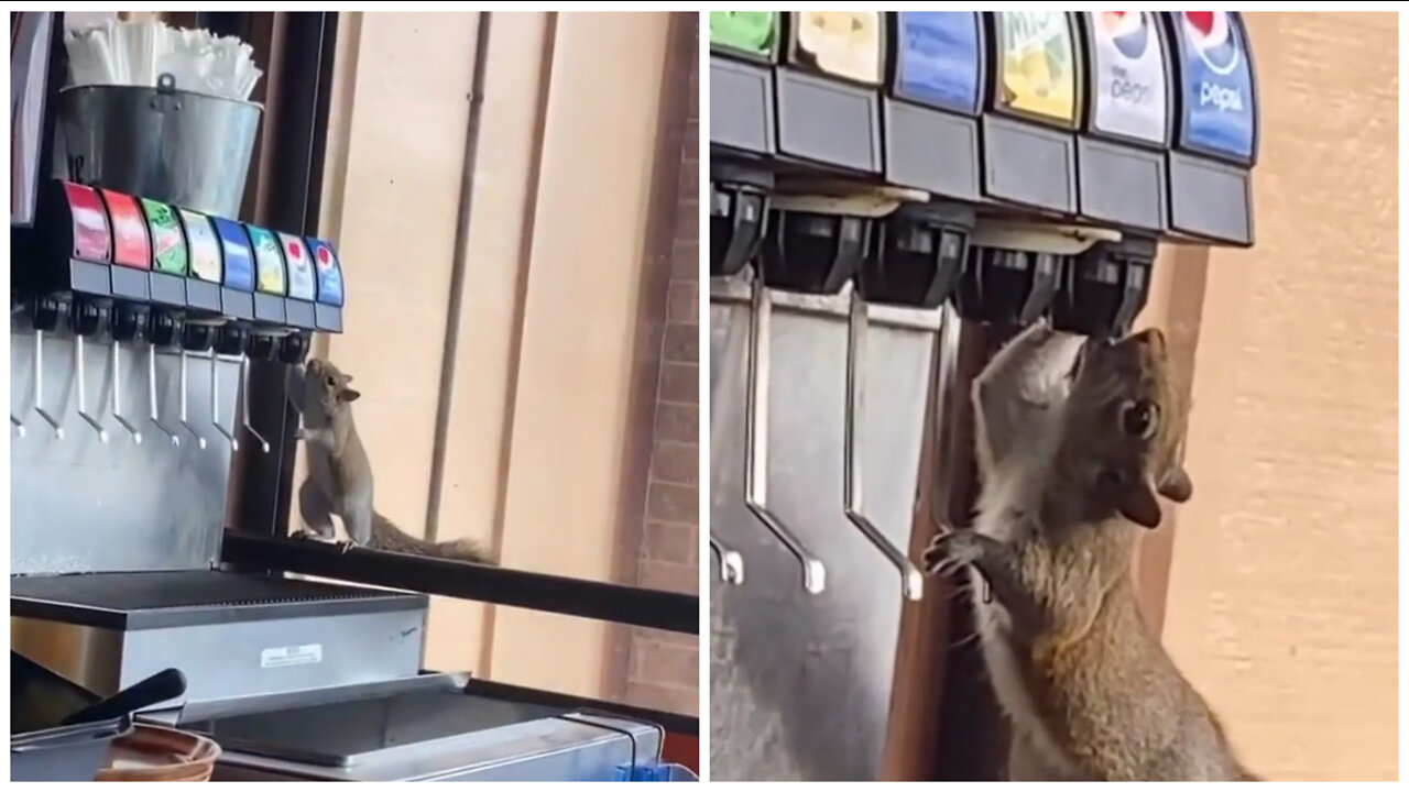 Squirrel chooses Pepsi Cola