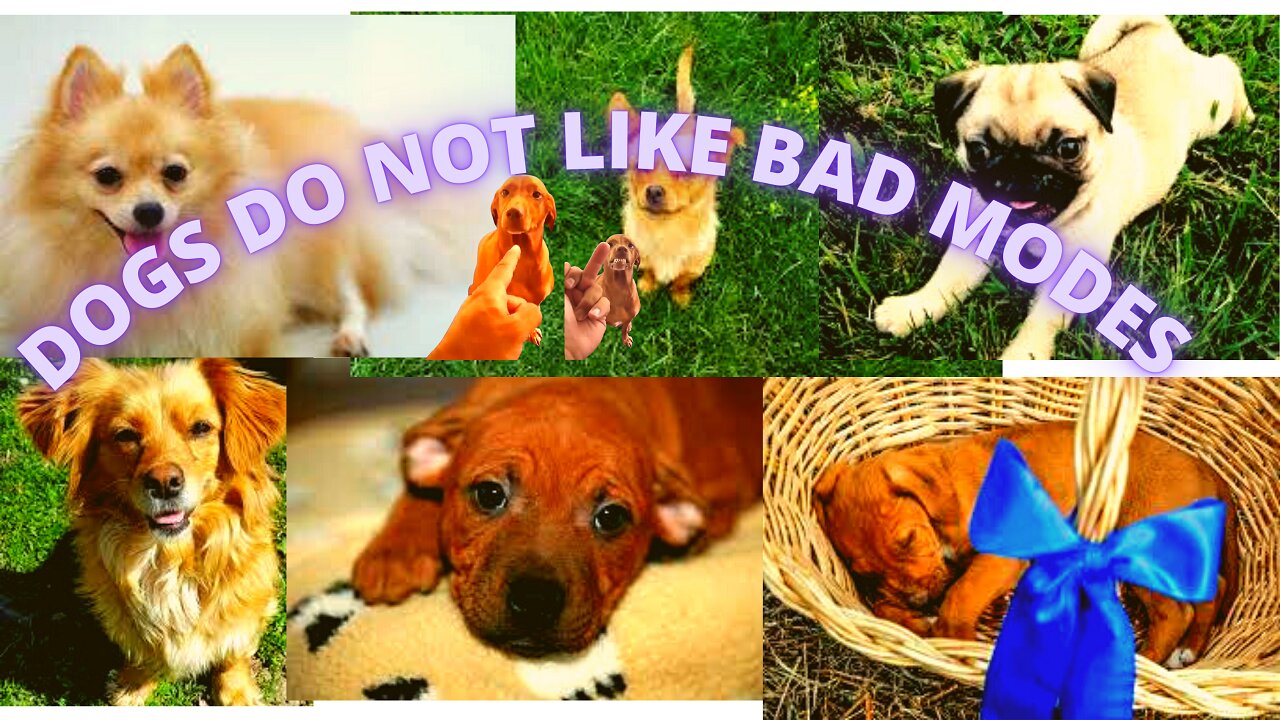 😂🤣 DOGS DO NOT LIKE BAD MODES,