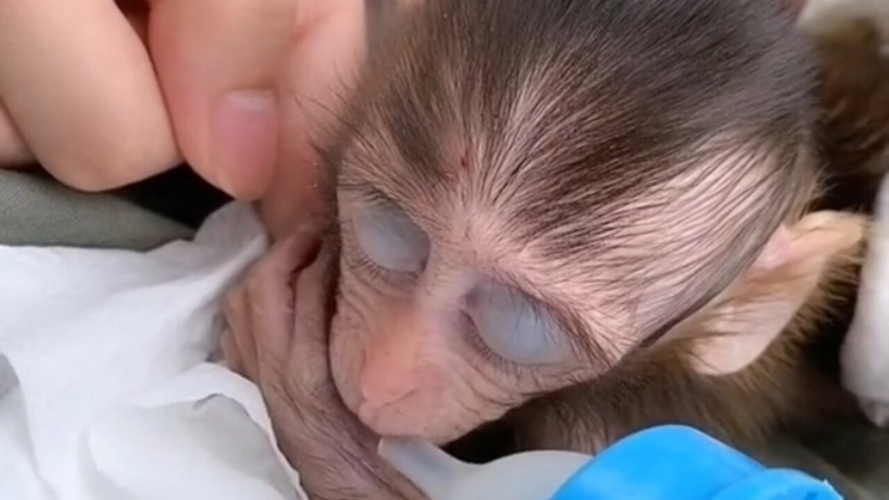 Baby monkey newborn drinking milk