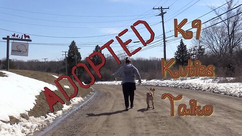 K9 Kuties Taiko**UPDATE**ADOPTED**