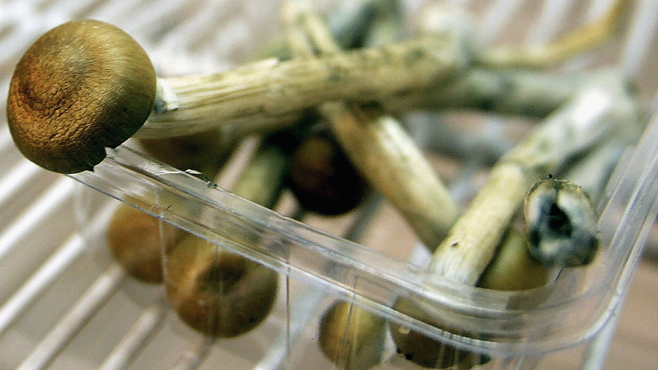 Denver Measure To Decriminalize 'Magic Mushrooms' Unlikely To Pass