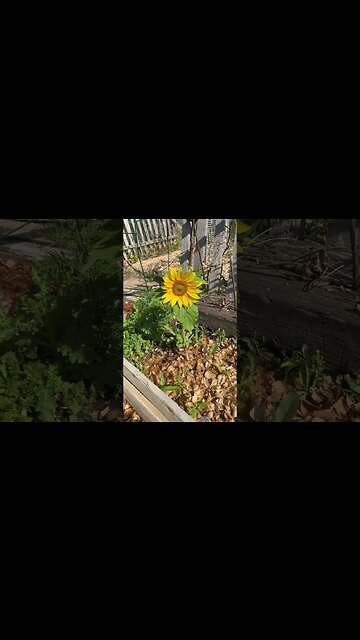 My sunflower (from seed)