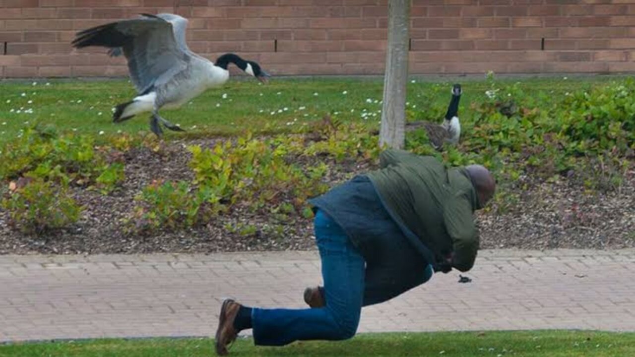 Man attacked by goose