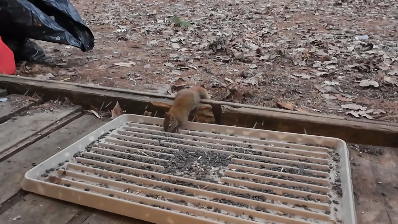 04-09-24 | Red Squirrel And Chipmunk At Feeder At Winterfell Camp, Part 1