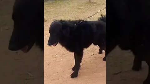 Guess this cute dogs breed? #shorts