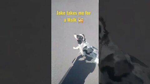 Taking Jake the Sprocker Spaniel for a Walk #Dogs #DogWalkingLife #Shorts