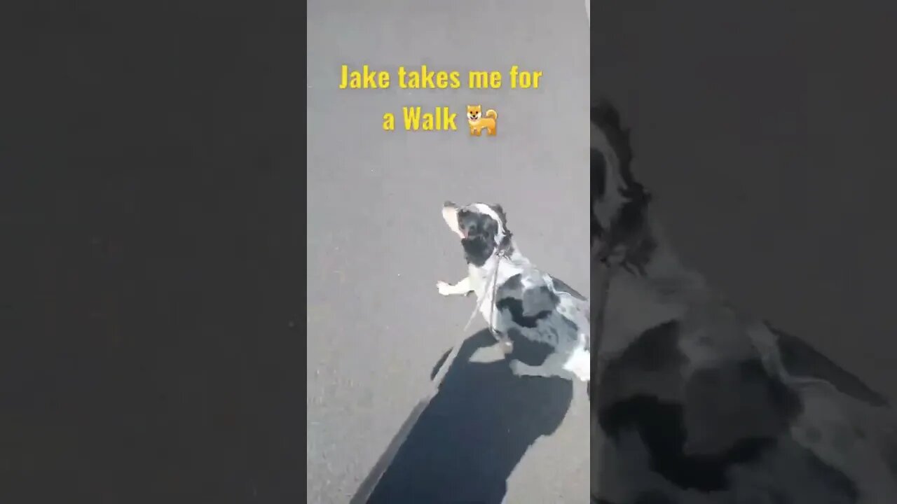 Taking Jake the Sprocker Spaniel for a Walk #Dogs #DogWalkingLife #Shorts