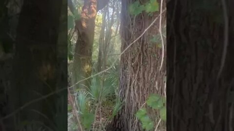 Big Cat Rescue Bobcat Call 10 22 2022, part 3