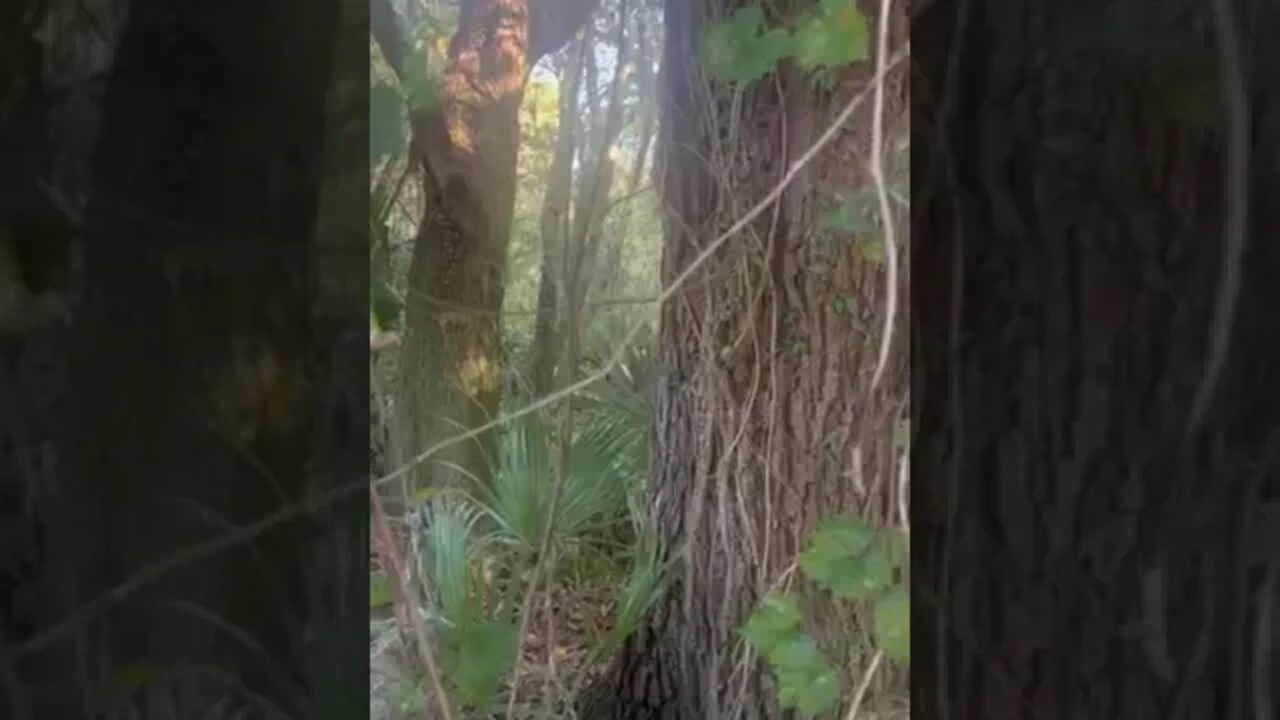 Big Cat Rescue Bobcat Call 10 22 2022, part 3