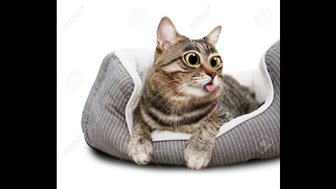 Cute And Funny #13