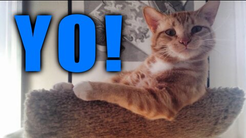FUNNY CATS AND DOGS!! Your Daily Dose of Hilarious and Cute Animal Videos!! 🤣🤣🤣🤣