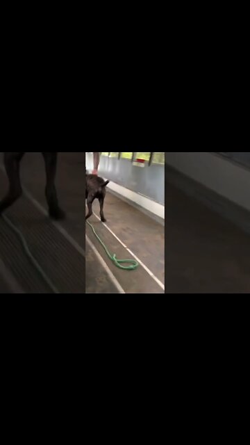 Deep South Sentinel’s Danger