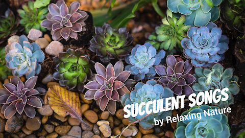 Succulent Songs - 60 minutes ofBeautiful, Relaxing Music for Study, Work, Meditation, Sleep