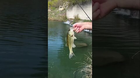 A Jika rigged 2” Hellgrammite fooled this little Bass in a super clear water creek! #fishing #short