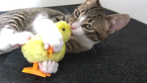 Intelligent Little Cat Is Curious About the Toy Chicken