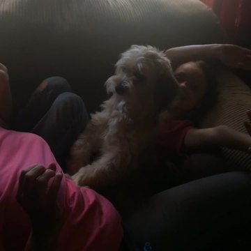 Cute Dog Protects A Young Girl Even From Her Mom