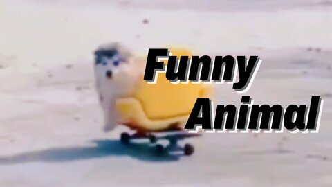 Funny animal