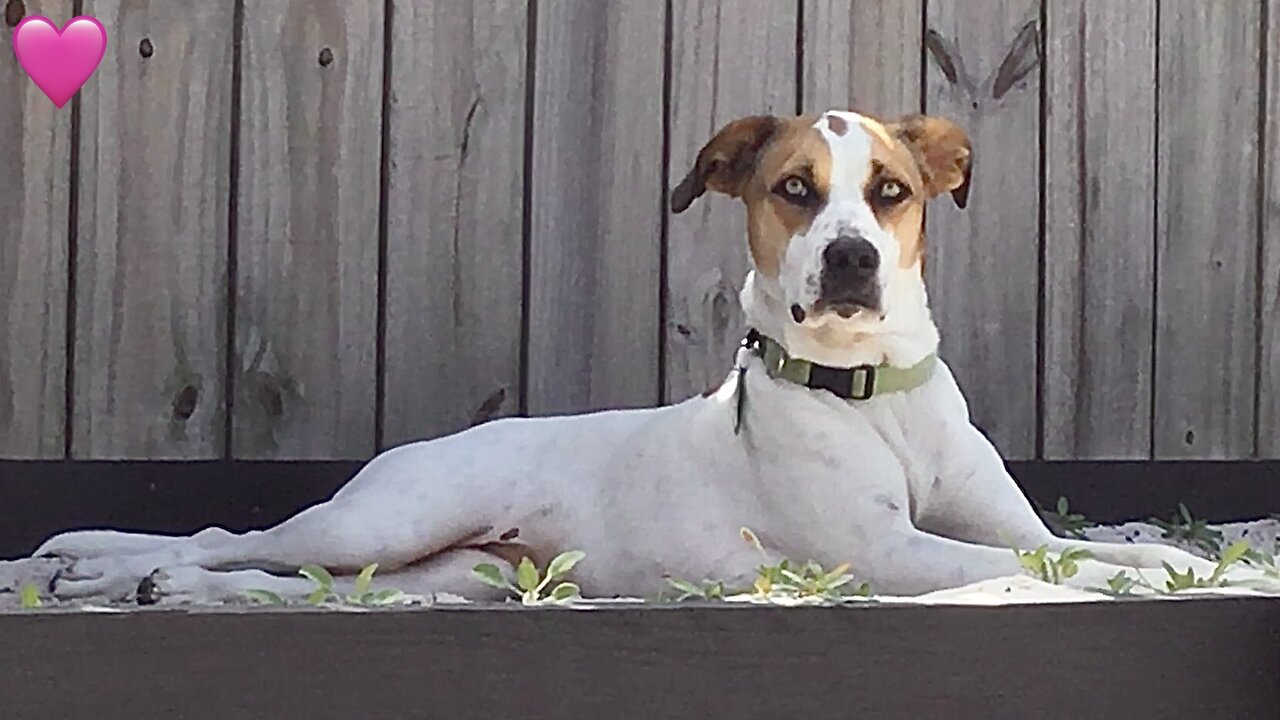 Pup Wiggles Her Nose [Like Bewitched]