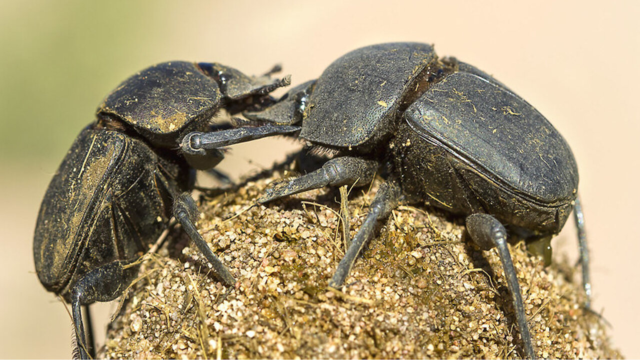 Dung Beetle BATTLE! They See Me ROLLIN'...TURDS