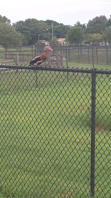 Three colorful ducks in a fence