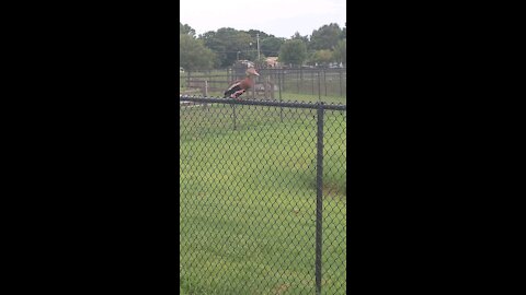 Three colorful ducks in a fence