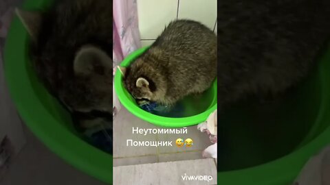 #shorts Смешные Еноты Из Тик Ток 28 Funny Tik Tok Raccoons