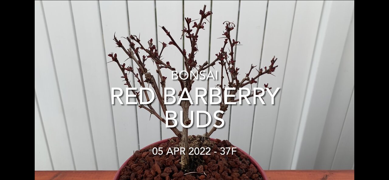 Red Barberry Buds