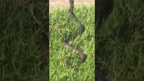 HUGE Venomous Snake in the Grass 🐍 tried to ambush me! 😮 #shorts